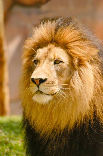 istock African Male Lion Portrait 1335075559