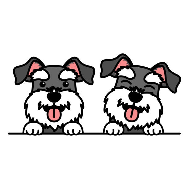Cute miniature schnauzer dog cartoon, vector illustration Cute miniature schnauzer dog cartoon, vector illustration schnauzer stock illustrations