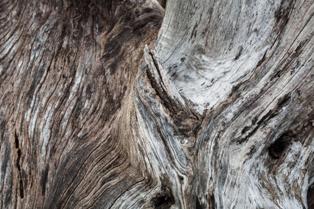 istock abstract structure in driftwood at coast of borneo 1335076096