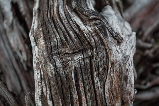 istock abstract structure in driftwood at coast of borneo 1335076164