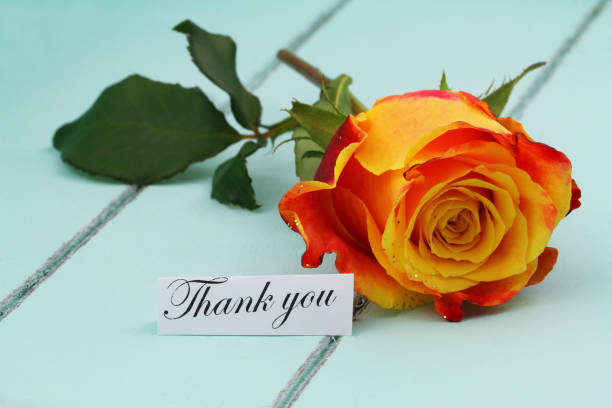 thank you card with one colorful rose on rustic wooden surface - note rose image saturated color imagens e fotografias de stock