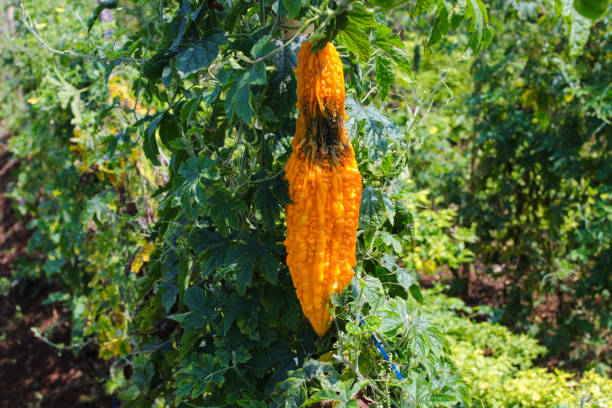 istock Pests Attack on Bitter Melon or bitter gourd in the fields. 1335078565