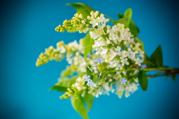 bouquet of spring blooming white lilac on blue background
