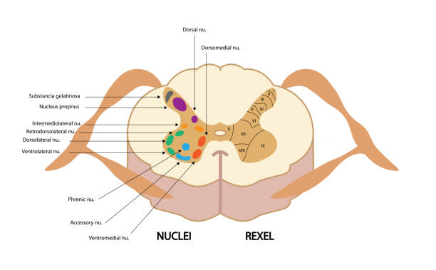 illustrazioni stock, clip art, cartoni animati e icone di tendenza di sistemi di riferimento della materia grigia del midollo spinale per le regioni di divisione nucleare. nuclei e laminae di rexed. sezione trasversale del midollo spinale. - gray matter