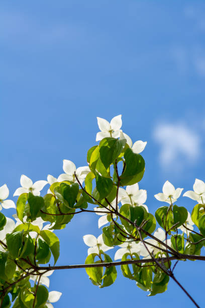 istock White flowers on the roadside tree in summer 1335081748