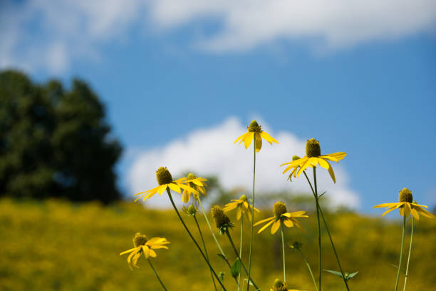 Wild yellow flower with a blue sky