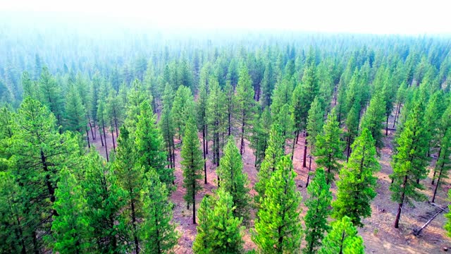 Central Oregon Pine Forest