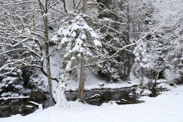 neve coperta di piccoli alberi e torrente, scena invernale. - bernese oberland gstaad winter snow foto e immagini stock