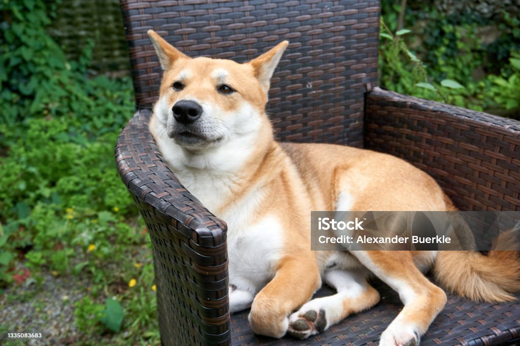 sesame shiba inu dog chilling on a rattan chair Dogecoin Stock Photo