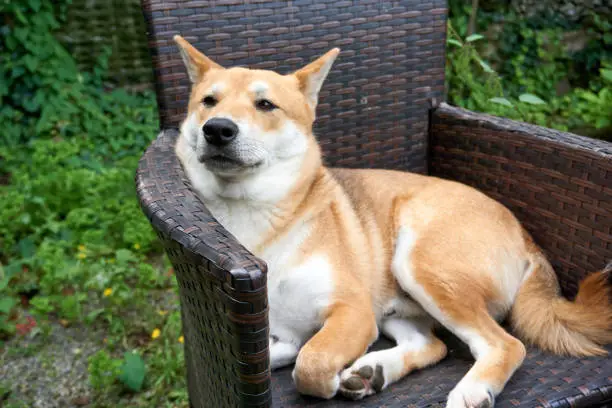 sesame shiba inu dog chilling on a rattan chair