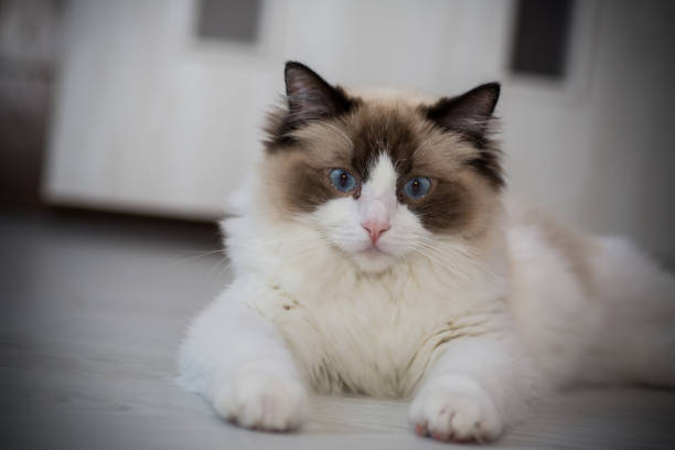 istock Young beautiful purebred Ragdoll cat at home 1335083923