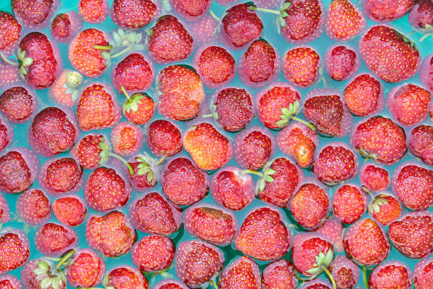 딸기는 물 그릇에 담그고 있습니다. - washing fruit preparing food strawberry 뉴스 사진 이미지