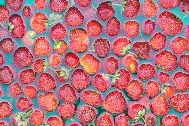 strawberries soaked in a bowl of water. - wet strawberry macro fruit imagens e fotografias de stock
