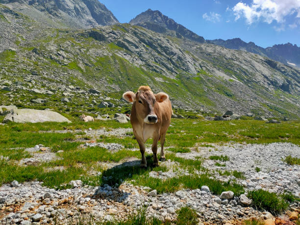 istock cow in alpine landscape 1335083988