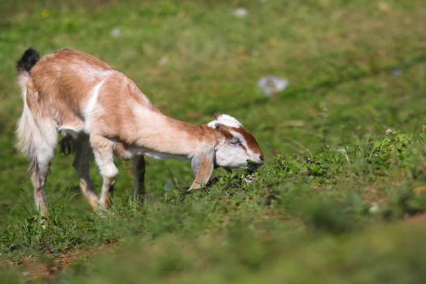 istock Goat eating grass in the meadow 1335084810