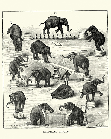 Vintage illustration Victorian circus, animal trainer performing tricks with elephants, 19th Century