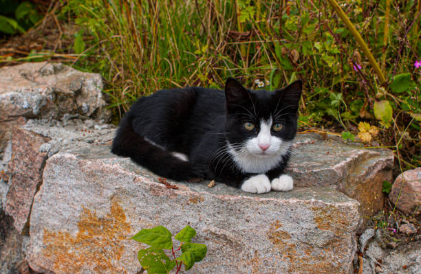istock Black and white cat sitting in the sun.. 1335085394