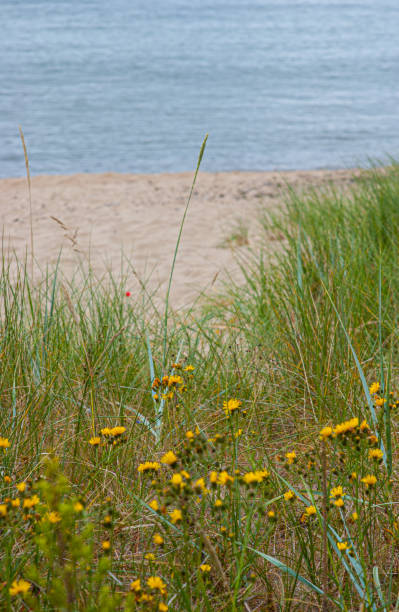 istock Grass, sand and sea by a beach in summer.. 1335085409