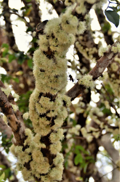 istock Plinia cauliflora branch filled with fragrant flowers 1335085416