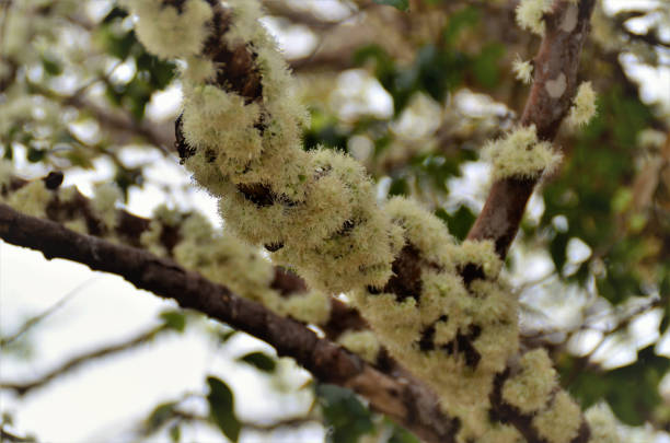 istock Branches of Plinia cauliflora filled with cream-colored flowers 1335085421
