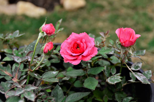 istock Small pink roses blooming in backyard 1335085475