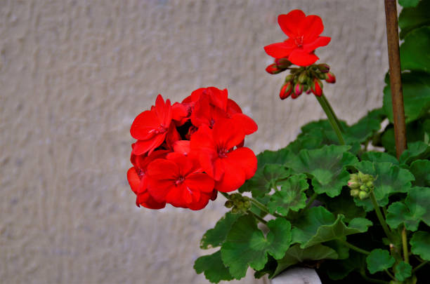 istock The red flower of Pelargonium 1335085497