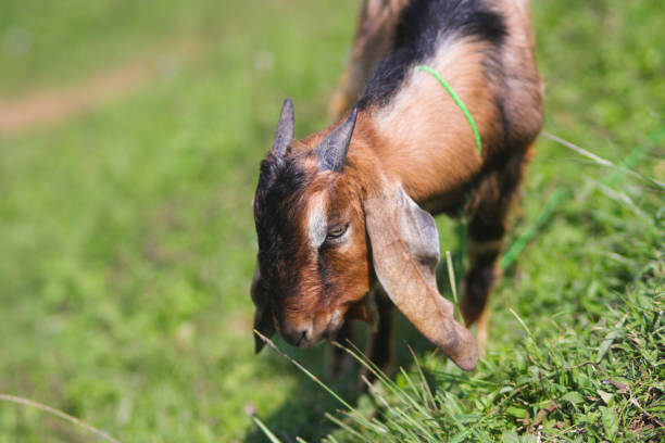 istock Goat eating grass in the meadow 1335085519
