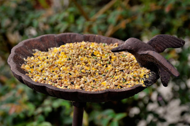 istock A metal bird feeder with ration in backyard 1335085524