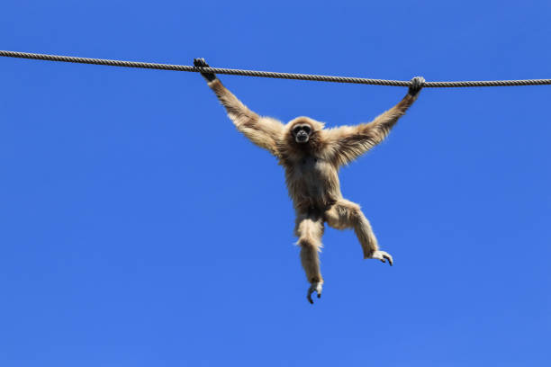 Common gibbon swinging from rope with blue sky in background in Jakarta, Jakarta, Indonesia