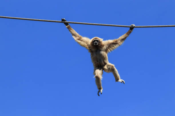 common gibbon swinging from rope with blue sky in background - play the ape imagens e fotografias de stock