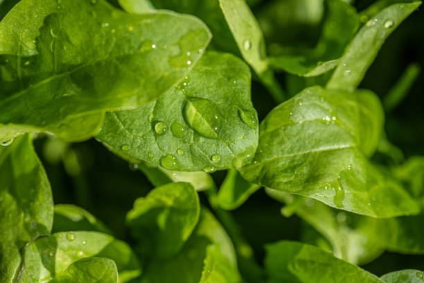 istock water drops on fresh and green sallad.. 1335086625