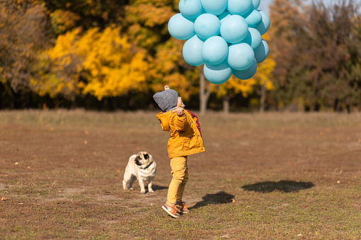 A little boy with an armful of balloons and a pug dog walks in the autumn park. Yellow trees and blue balls. Stylish child. Happy childhood.