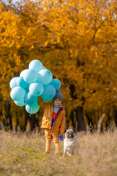 ein kleiner junge mit einem arm voller luftballons und einem mopshund läuft im herbstpark spazieren. gelbe bäume und blaue kugeln. stilvolles kind. glückliche kindheit - dog walking child little boys stock-fotos und bilder