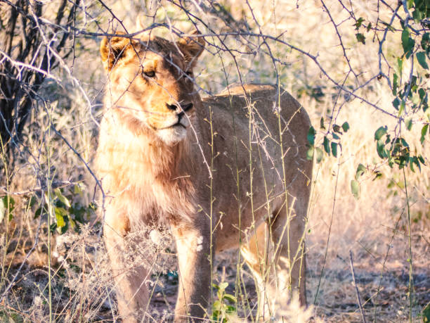 istock Lioness on the Hunt, Safari in Namibia 1335086810