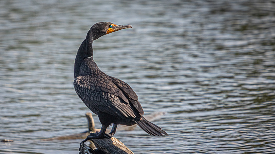 A cormorant on a lake in a Canadian forest.