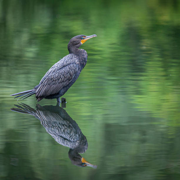 A cormorant on a lake in a Canadian forest.