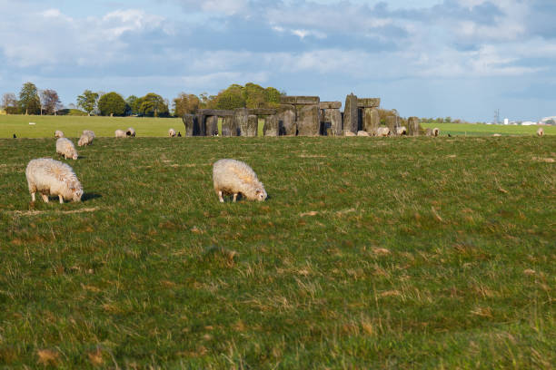 istock Stonehenge with sheep in field 1335088200