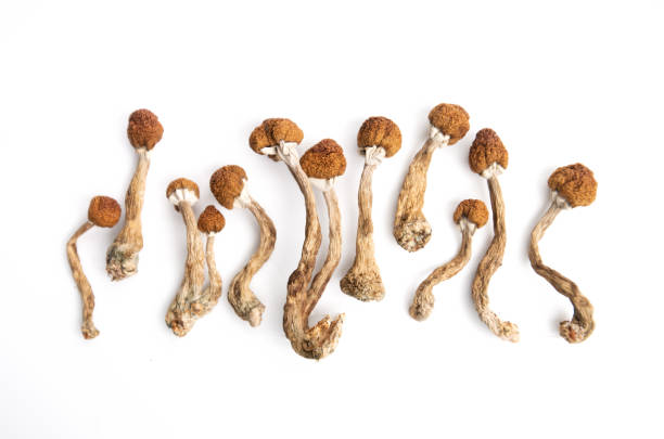 hallucinogenic mushrooms dry hallucinogenic mushrooms on white background amanita stock pictures, royalty-free photos & images