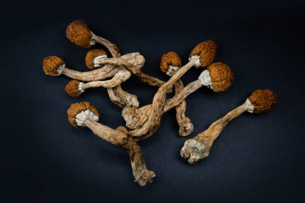 psilocybe cubensis psychedelic shrooms - magic mushroom imagens e fotografias de stock