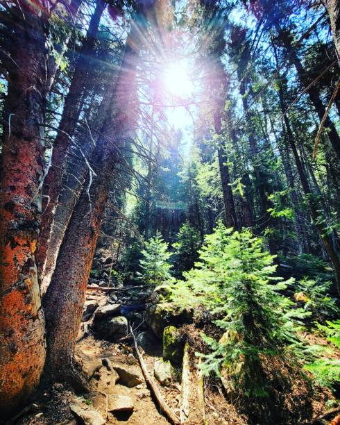 beautiful forest of pines in aspen colorado - 5908 imagens e fotografias de stock