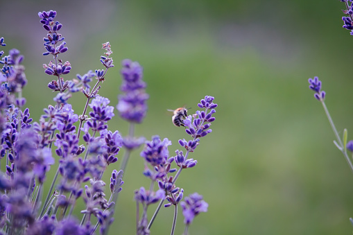 Real lavender flowers with insects close up nature backgrounds