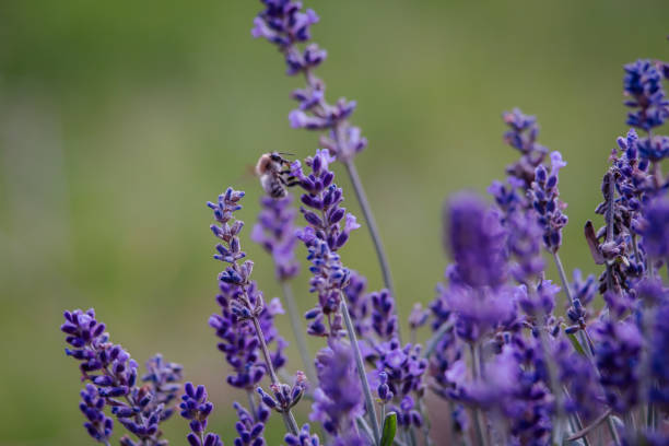 istock medicinal plants Lavandula angustifolia 1335091488