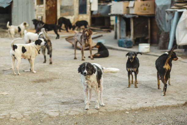 eine bande streunender hunde. tierheim für kranke hunde. - streunende tiere stock-fotos und bilder