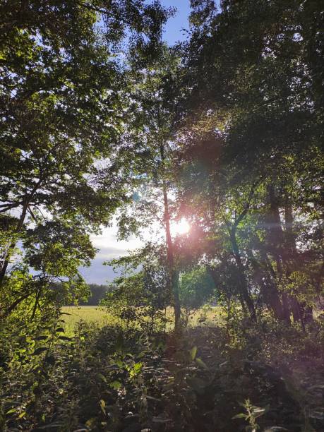 beautiful forest in sunlight, schorfheide, barnim - schorfheide imagens e fotografias de stock