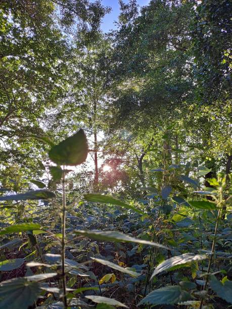 beautiful forest in sunlight, schorfheide, barnim - schorfheide imagens e fotografias de stock