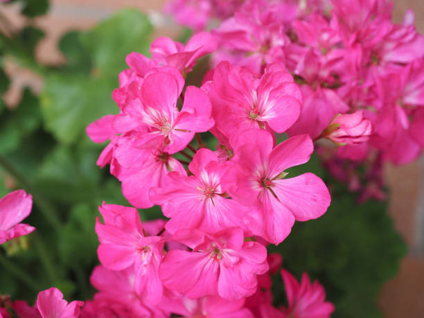 istock geranium (Geraniales) plant pink flower 1335092896