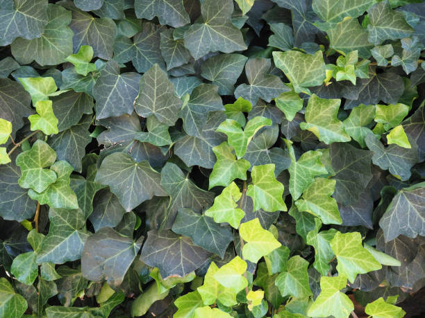 istock ivy plant background 1335092975