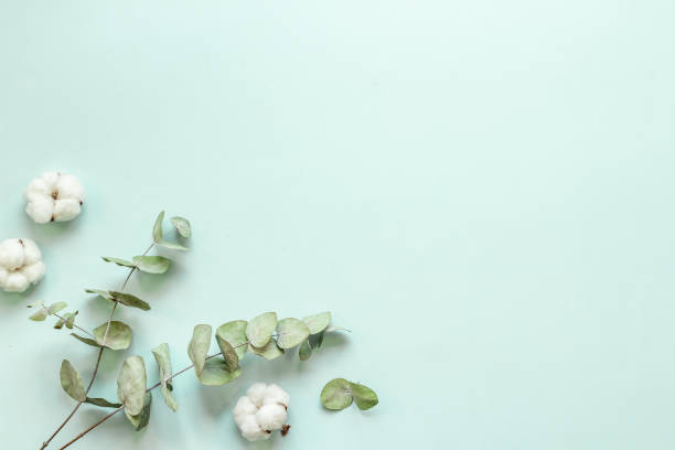 istock Floral flat lay pattern with eucalyptus leaves and cotton 1335092996