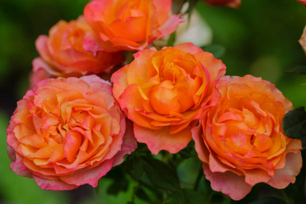 istock Beautiful orange roses in green background 1335093062