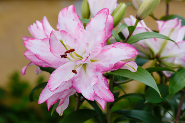 Lilia is a genus of plants in the lily family (Liliaceae)
